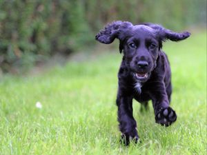 Preview wallpaper cocker spaniel, puppy, walking