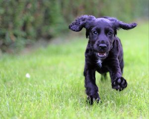 Preview wallpaper cocker spaniel, puppy, walking