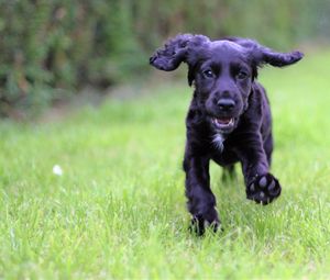 Preview wallpaper cocker spaniel, puppy, walking