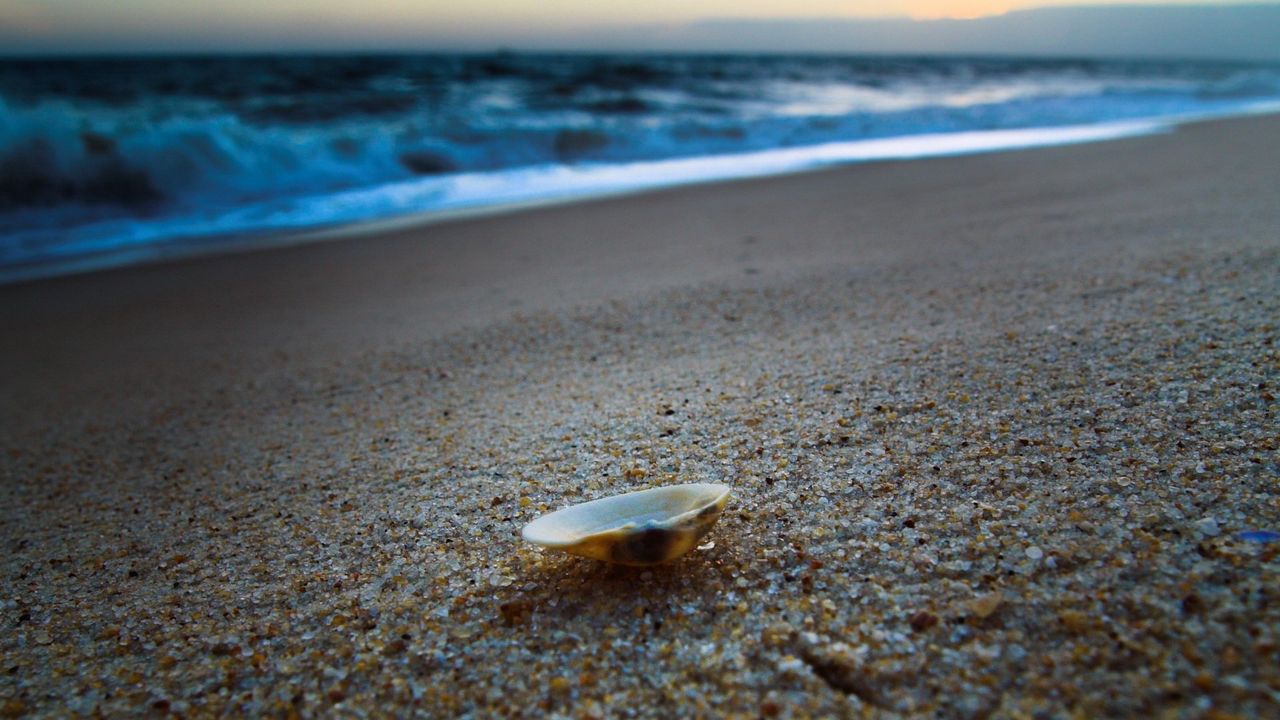 Wallpaper cockleshell, coast, sand, beach, sea, evening