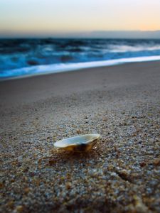 Preview wallpaper cockleshell, coast, sand, beach, sea, evening