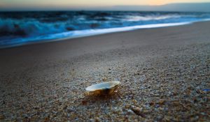 Preview wallpaper cockleshell, coast, sand, beach, sea, evening