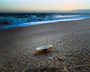 Preview wallpaper cockleshell, coast, sand, beach, sea, evening