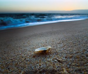 Preview wallpaper cockleshell, coast, sand, beach, sea, evening