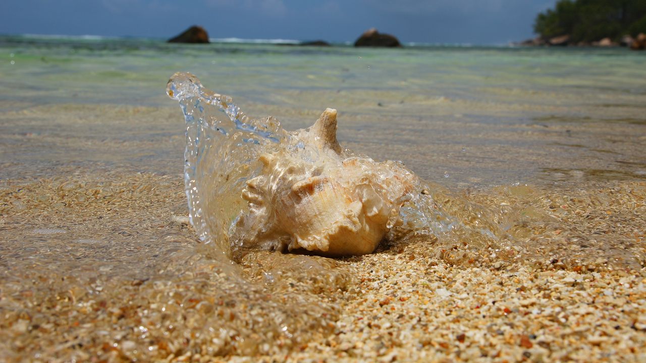 Wallpaper cockleshell, coast, water, splashes, sand, particles, beach