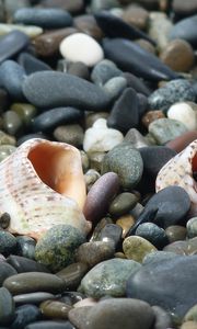 Preview wallpaper cockleshells, sinks, coast, stones