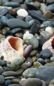 Preview wallpaper cockleshells, sinks, coast, stones