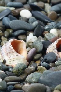 Preview wallpaper cockleshells, sinks, coast, stones