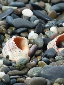 Preview wallpaper cockleshells, sinks, coast, stones