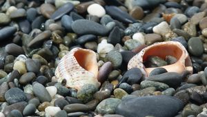 Preview wallpaper cockleshells, sinks, coast, stones