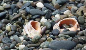 Preview wallpaper cockleshells, sinks, coast, stones