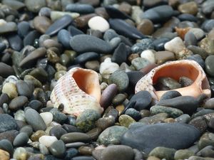 Preview wallpaper cockleshells, sinks, coast, stones