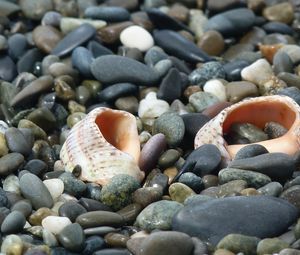 Preview wallpaper cockleshells, sinks, coast, stones