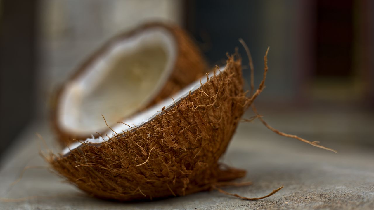 Wallpaper coconut, nut, tropical
