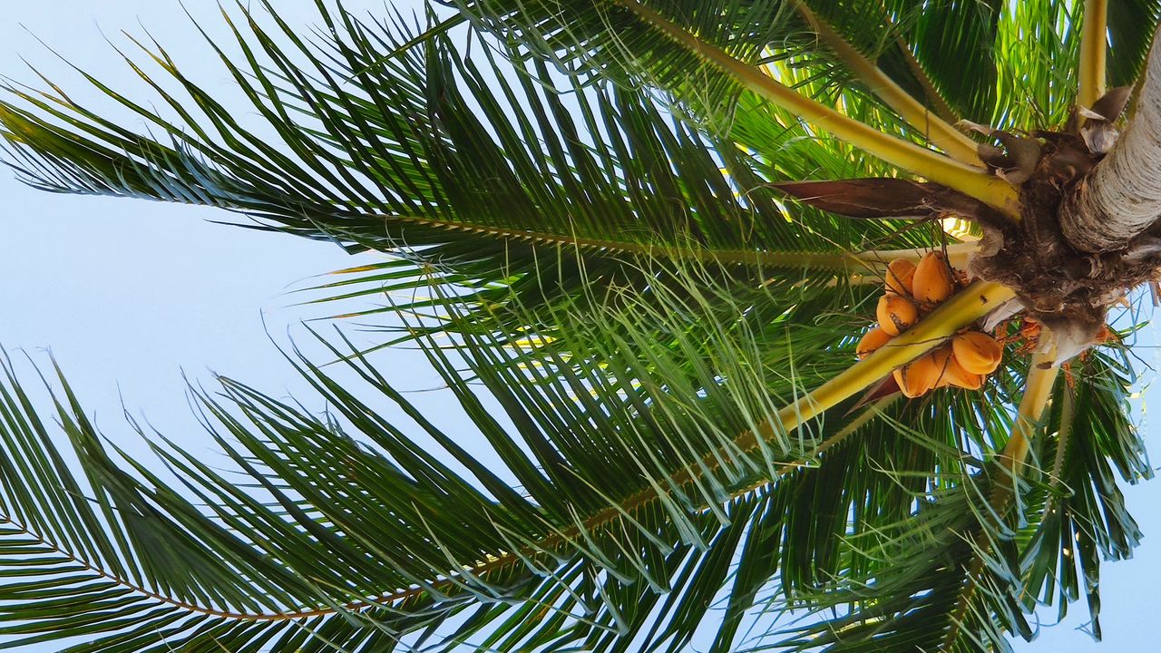 Wallpaper coconut tree, palm, tree, tropics