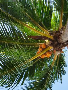 Preview wallpaper coconut tree, palm, tree, tropics