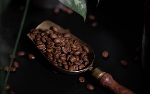 Preview wallpaper coffee, coffee beans, plant, dark