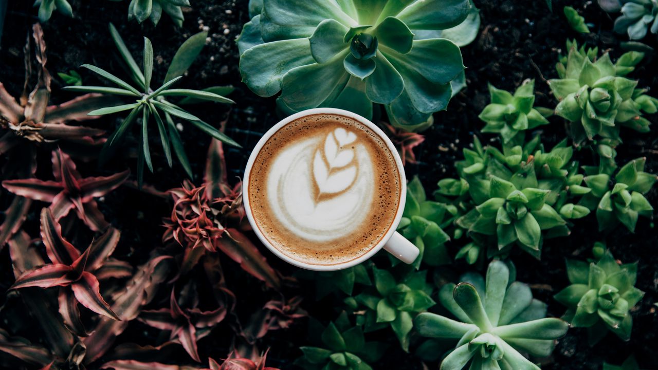 Wallpaper coffee, foam, plants