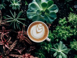 Preview wallpaper coffee, foam, plants