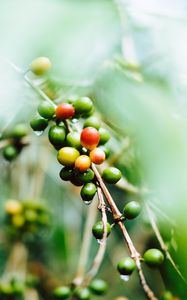 Preview wallpaper coffee, fruit, twig, green, wet, plant