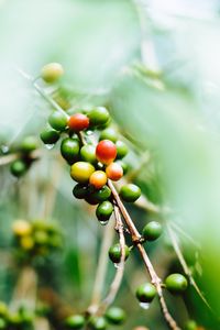 Preview wallpaper coffee, fruit, twig, green, wet, plant