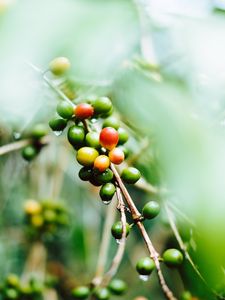 Preview wallpaper coffee, fruit, twig, green, wet, plant