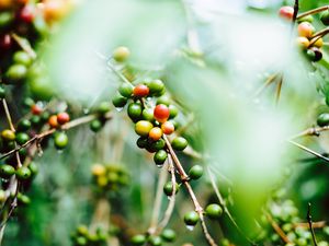 Preview wallpaper coffee, fruit, twig, green, wet, plant