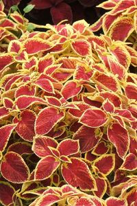 Preview wallpaper coleus, flowers, bright, colorful, earth