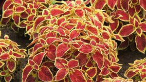 Preview wallpaper coleus, flowers, bright, colorful, earth