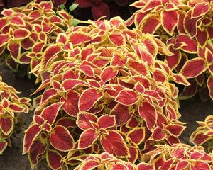 Preview wallpaper coleus, flowers, bright, colorful, earth