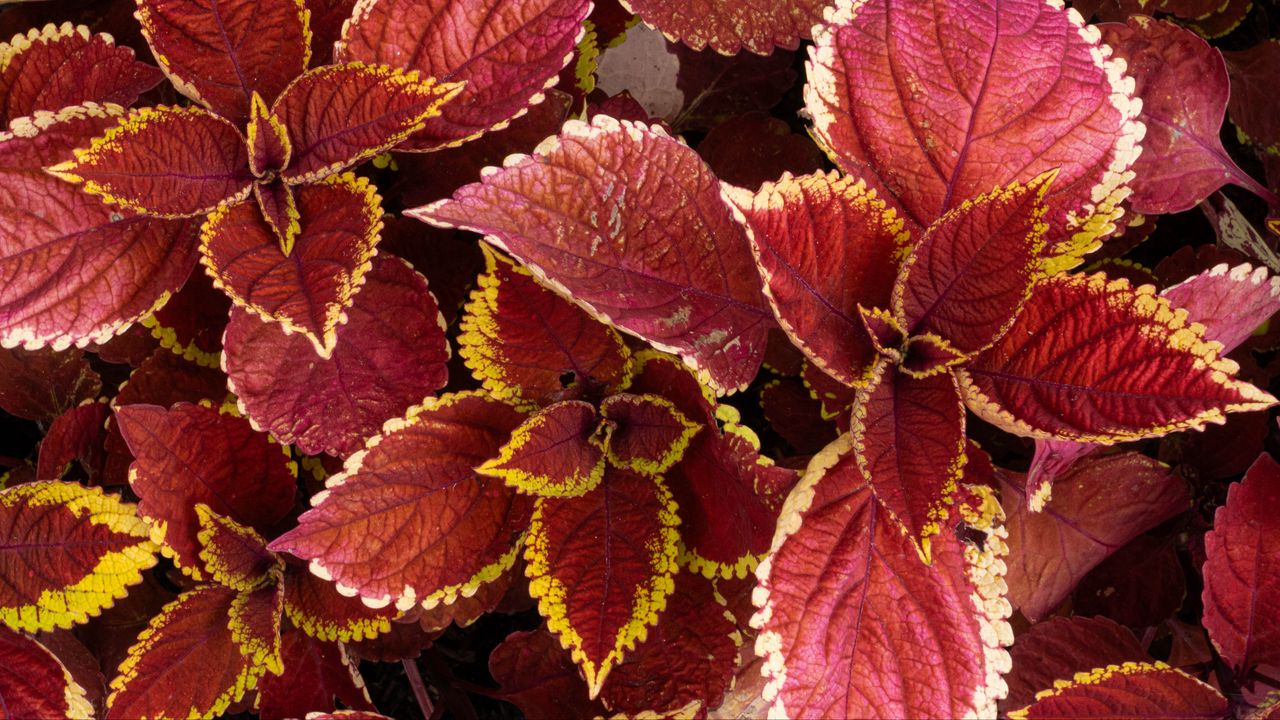 Wallpaper coleus, leaves, plants, red