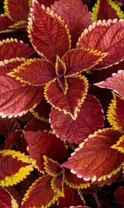Preview wallpaper coleus, leaves, plants, red