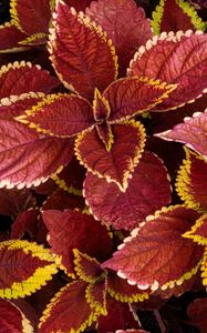 Preview wallpaper coleus, leaves, plants, red