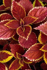 Preview wallpaper coleus, leaves, plants, red