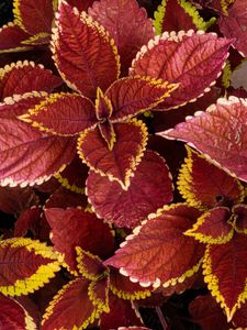 Preview wallpaper coleus, leaves, plants, red