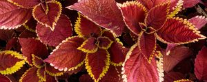 Preview wallpaper coleus, leaves, plants, red
