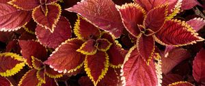 Preview wallpaper coleus, leaves, plants, red