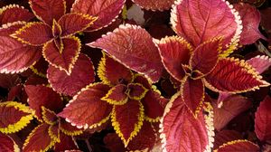 Preview wallpaper coleus, leaves, plants, red