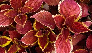 Preview wallpaper coleus, leaves, plants, red