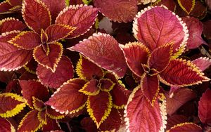 Preview wallpaper coleus, leaves, plants, red