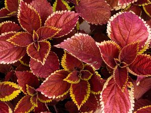 Preview wallpaper coleus, leaves, plants, red