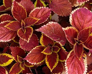 Preview wallpaper coleus, leaves, plants, red