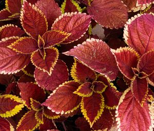Preview wallpaper coleus, leaves, plants, red