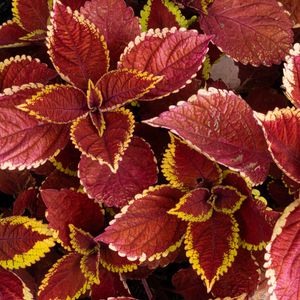 Preview wallpaper coleus, leaves, plants, red