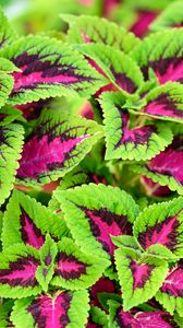Preview wallpaper coleus, plant, leaves, bush