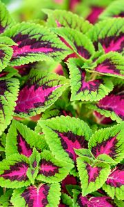 Preview wallpaper coleus, plant, leaves, bush