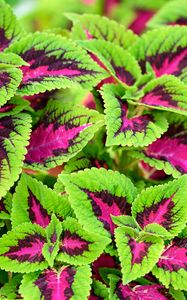 Preview wallpaper coleus, plant, leaves, bush