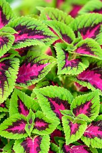 Preview wallpaper coleus, plant, leaves, bush