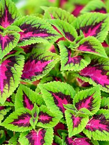 Preview wallpaper coleus, plant, leaves, bush