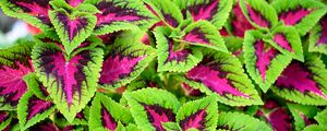 Preview wallpaper coleus, plant, leaves, bush